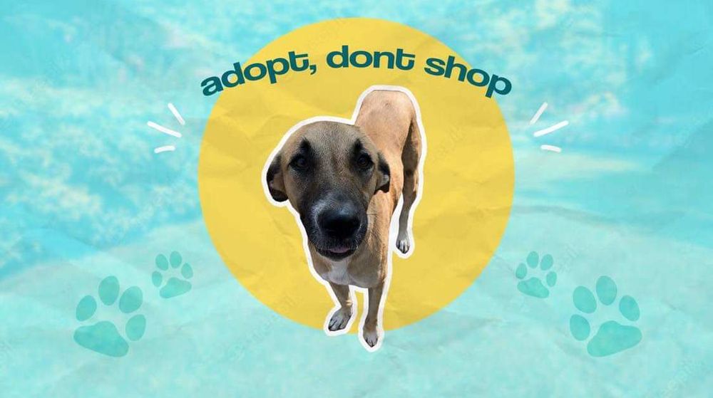 Indians urged to adopt local dogs, solving homeless animal problem post image