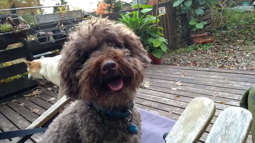 Mission Impawsible: Expats struggle to fetch furbabies from overseas post image