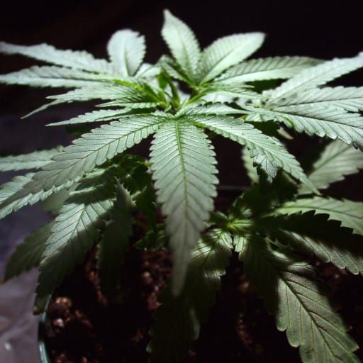 Do we need trials or not? The debate on medical cannabis post image