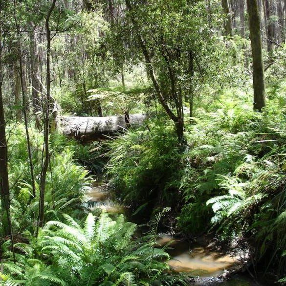 Mirboo North community hopes logging plans become pulp fiction post image