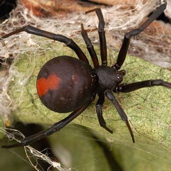 Increasing spider populations and climate change: should we be worried? post image