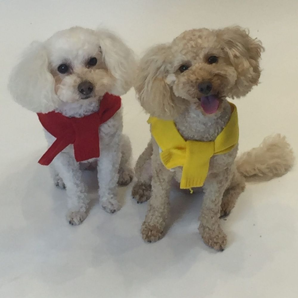 Pampered pooches: the rise in four-legged fashion and doggy delicacies post image