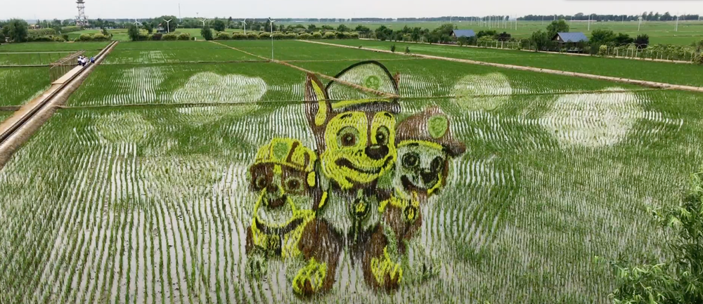 MOJO Docs: Rice Paddy Art a major drawcard to provincial China post image