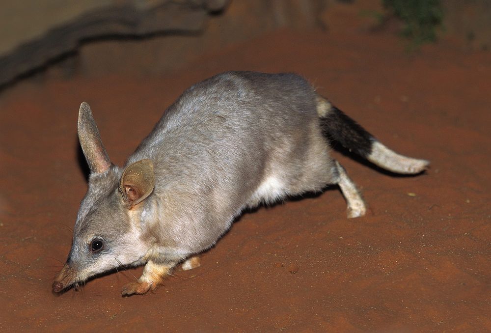 Saving the Bilby: protecting one of Australia's most iconic animals post image