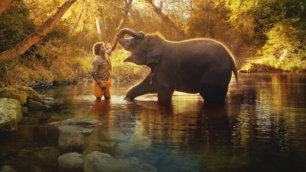 Review: The Elephant Whisperers on Netflix post image