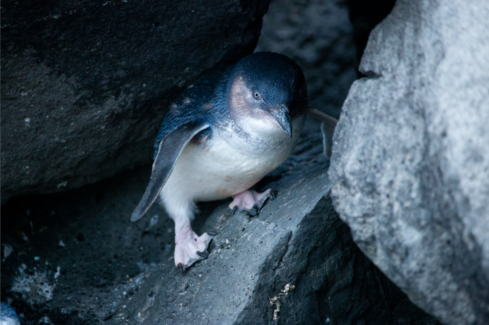 Appy feet: Smartphone technology to help St Kilda's penguins post image
