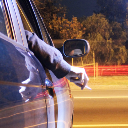 Taking the high road: Cannabis users underestimate driving risk post image