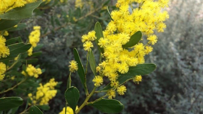 Golden wattle, more than just a pretty flower post image