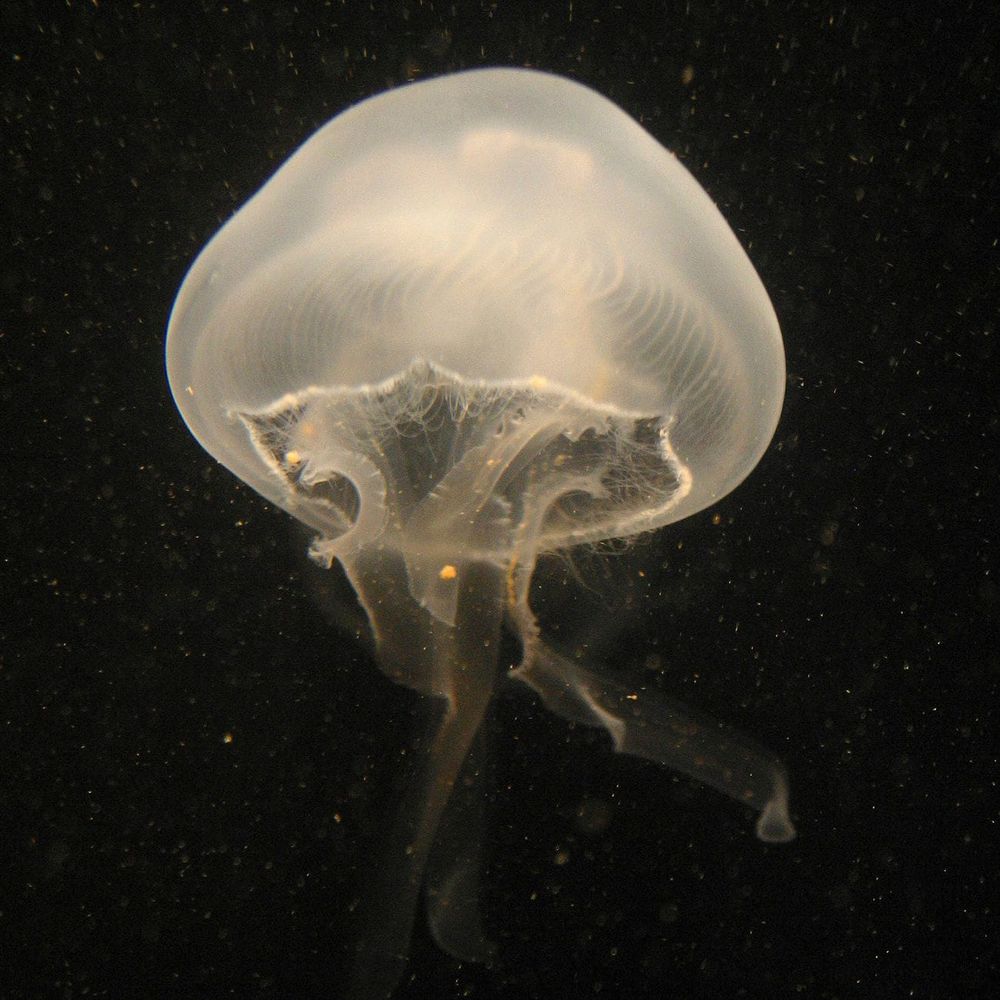 Jellyfish chips: A snack with crunch post image