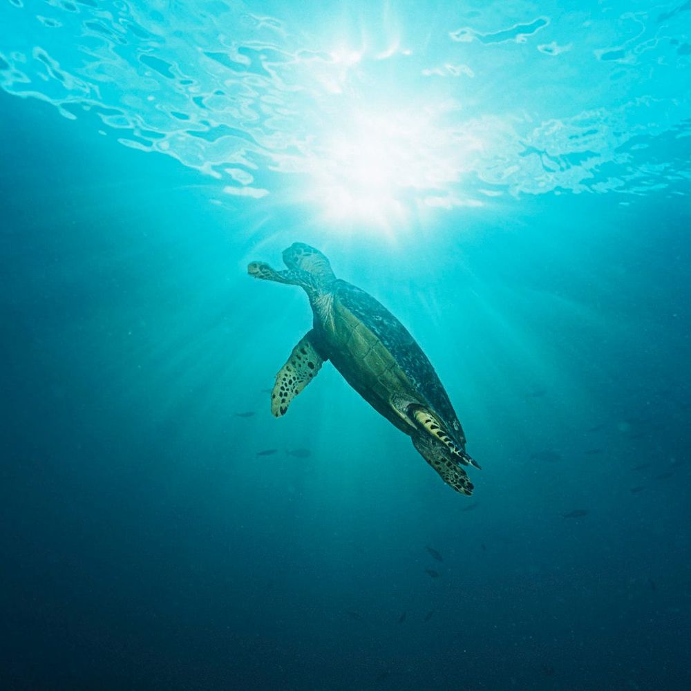 Melbourne dives into the Ocean Film Festival post image