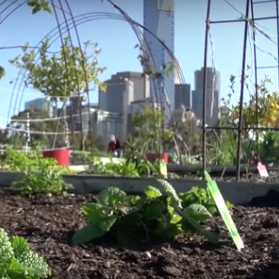My patch: Aussies join the grow-it-yourself trend post image