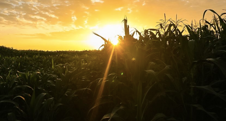 Cambodian corn farms go GMO post image