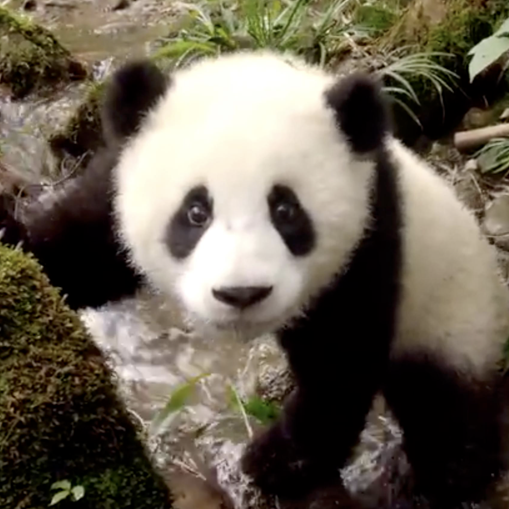 Pandas 3D: Wake-up call delivered by the 'King Kong of cute' post image