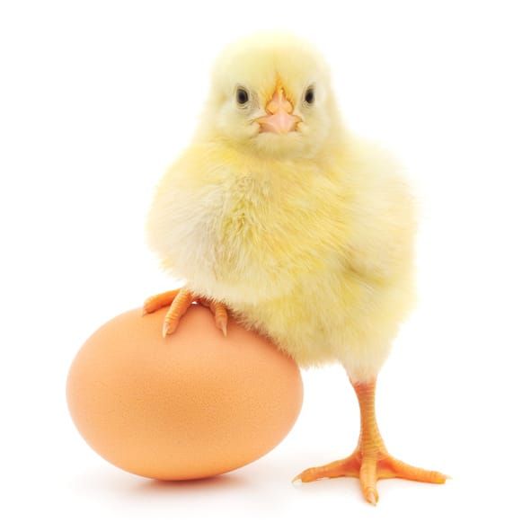 German technology aims to end horror practice of chick-culling post image