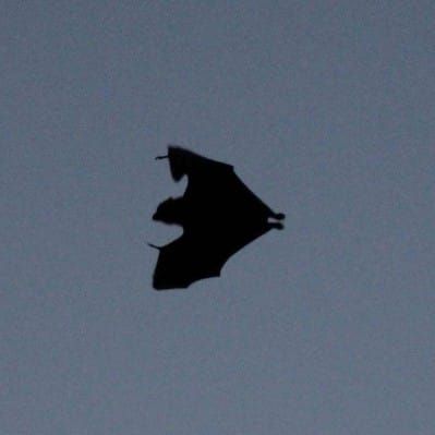 Melbourne goes batty for new exhibition post image