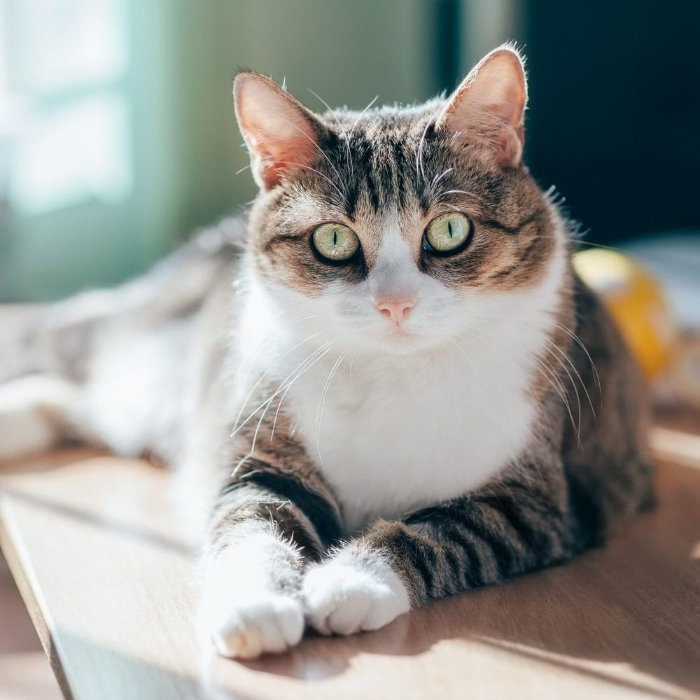 MOJO PRESENTS: A soft time with you ...at the Cat Cafe post image