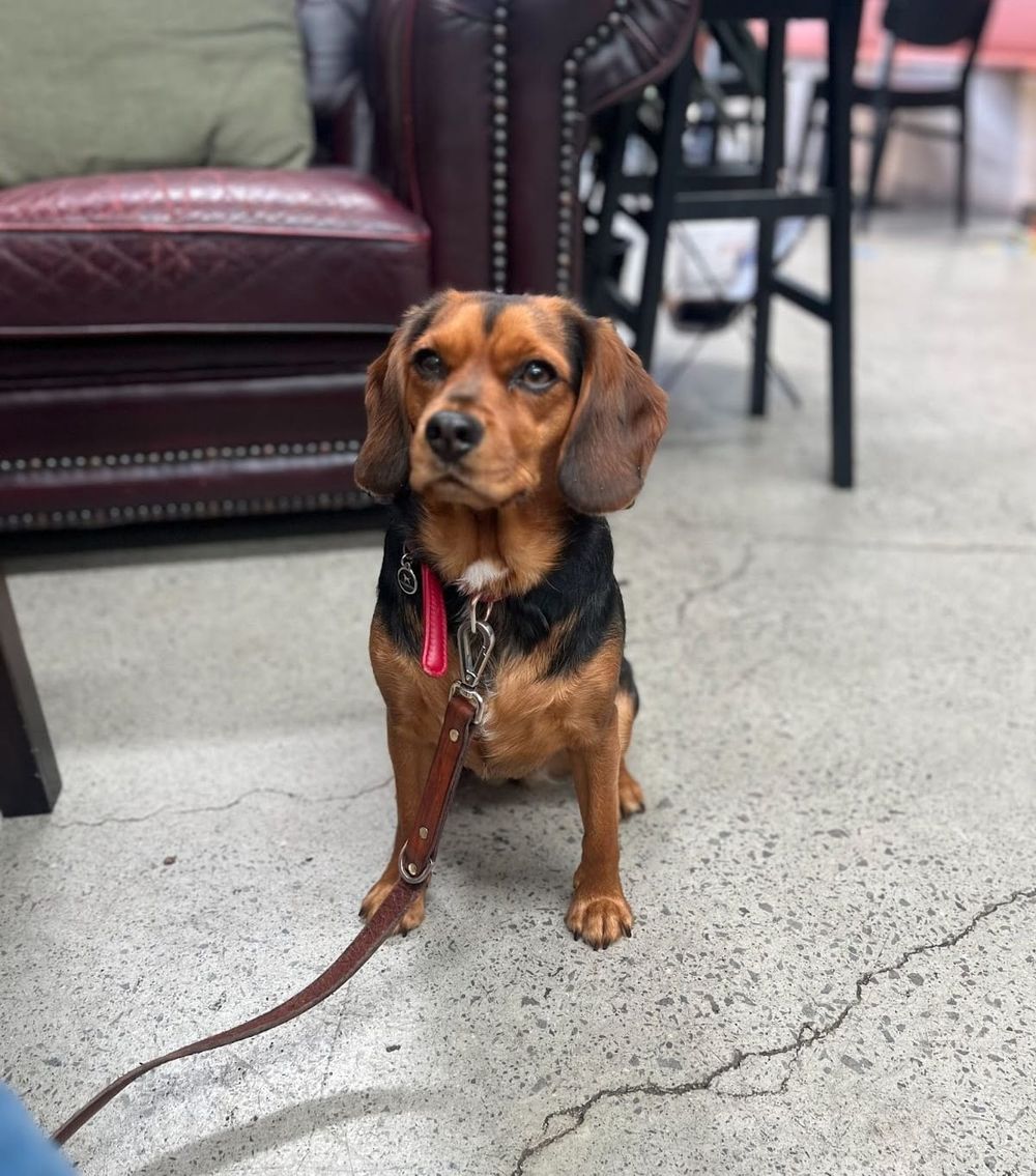 Dog-friendly cafes 'part of our culture': Yarra petition post image
