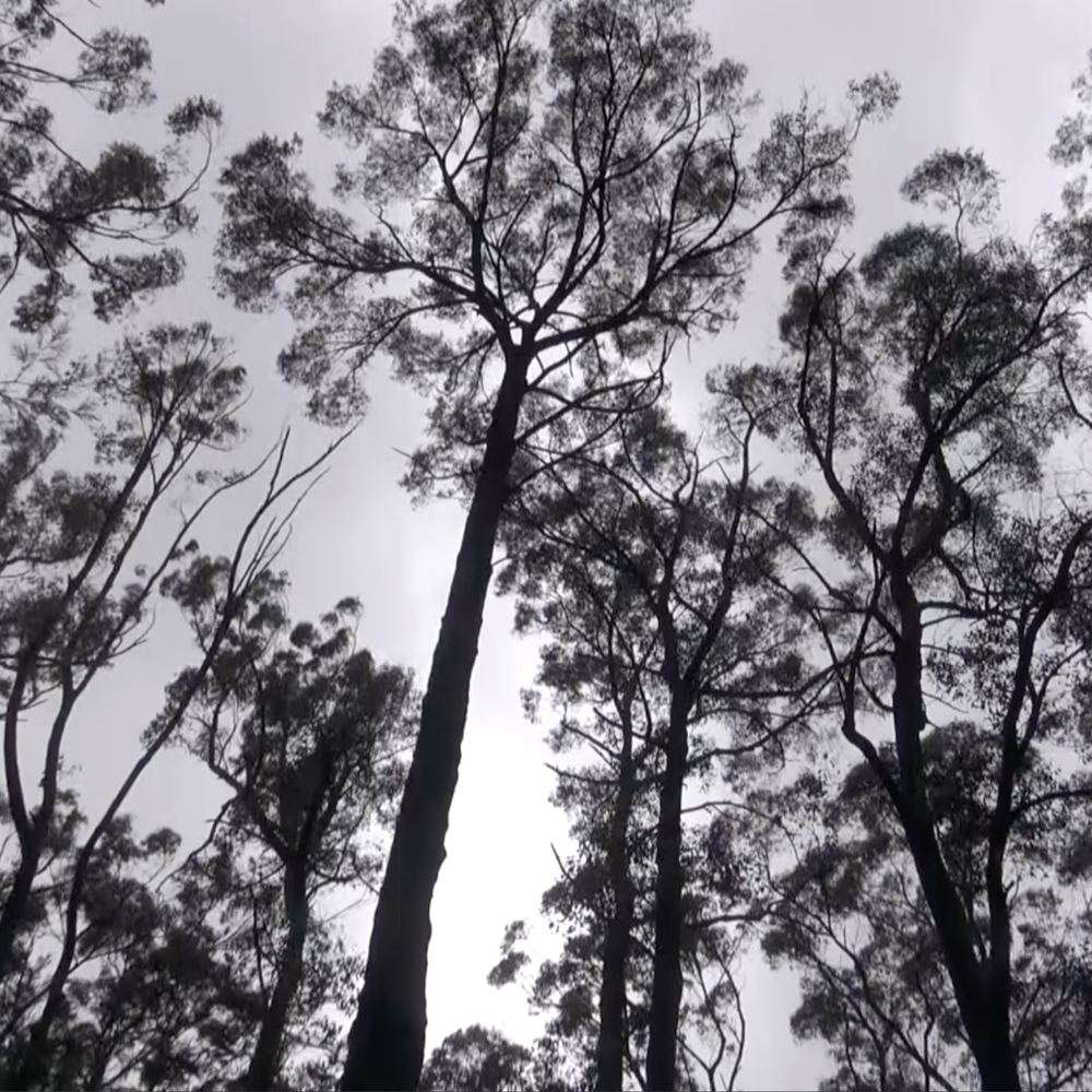No foot in the door to logging, says Mirboo North post image