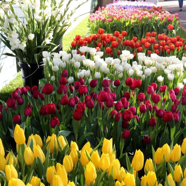 A city in bloom: flower show has visitors buzzing post image