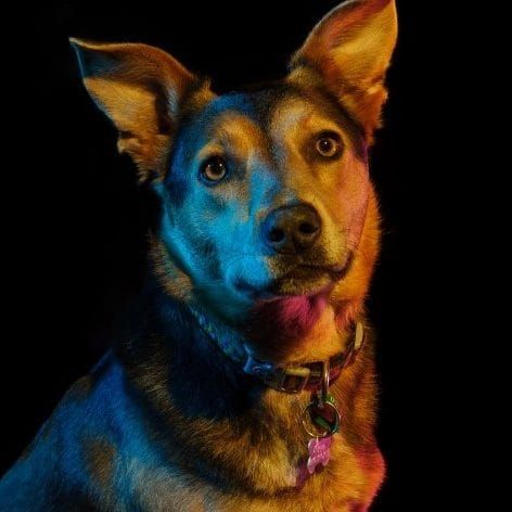 Show reveals the truth of a dog's life post image