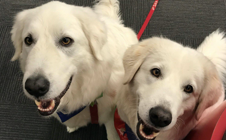 Budding legal eagles take comfort in therapy dogs post image