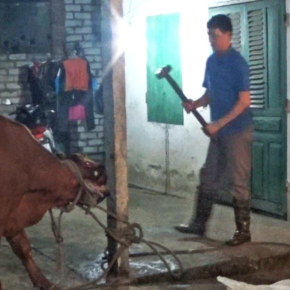 Live export trade’s animal welfare framework ‘failing’ Australian animals post image
