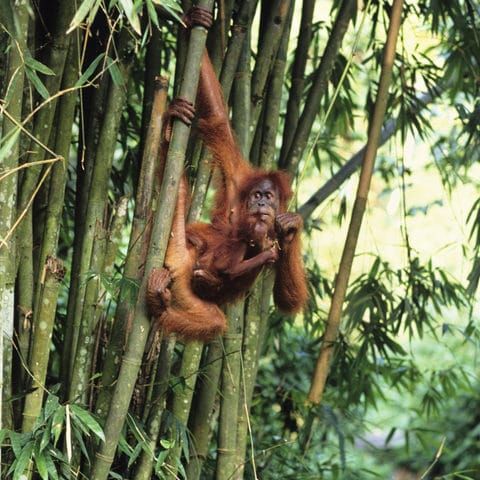 Major companies falling behind in the fight against unsustainable palm oil post image