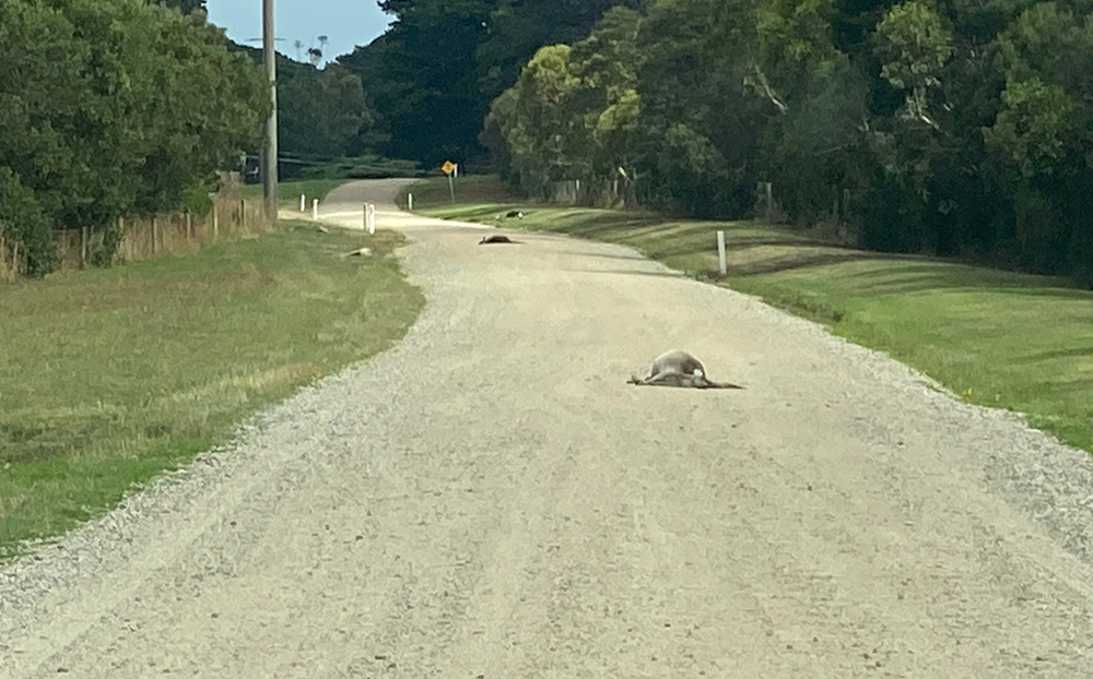 Roadkill or cruelty? Kangaroo deaths raise concerns post image