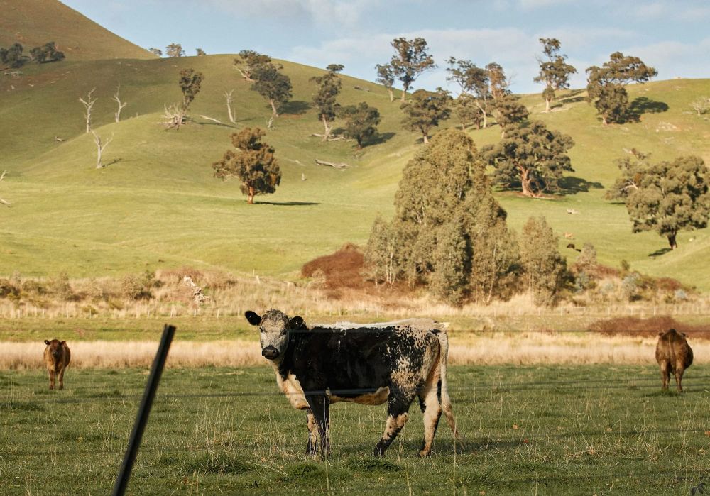 A bite out of trade, but not out of production? China’s tariff on Aussie beef post image
