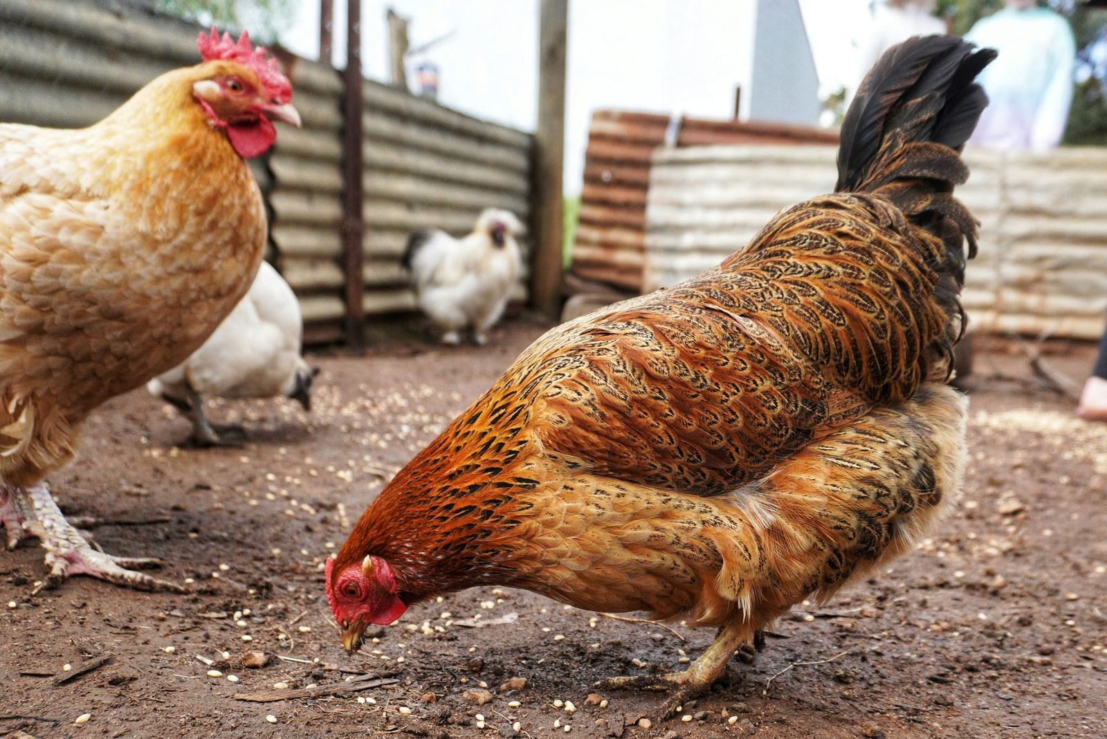 Bird flu infects seal as outbreak spreads to all six states post image