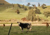 A bite out of trade, but not out of production? China’s tariff on Aussie beef post image