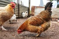 Bird flu infects seal as outbreak spreads to all six states post image