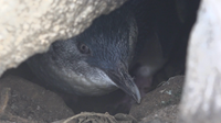 Sharing the shore: a day in the life of a St Kilda penguin post image