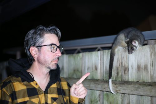 Melbourne residents battle possums as urban wildlife conflict grows post image