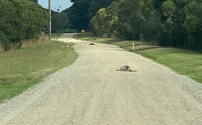 Roadkill or cruelty? Kangaroo deaths raise concerns post image