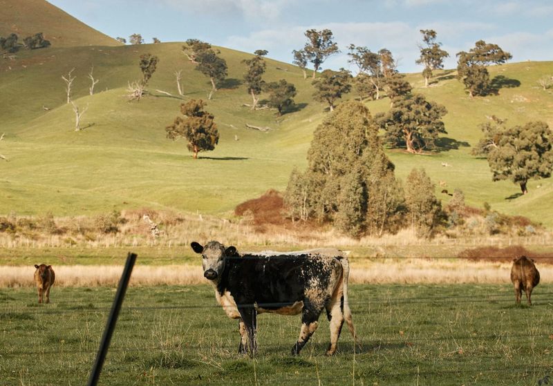 A bite out of trade, but not out of production? China’s tariff on Aussie beef post image