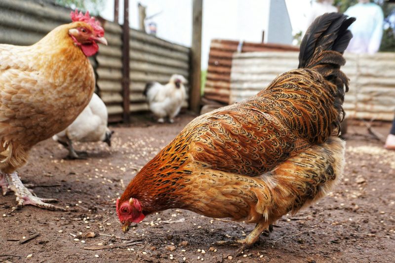 Bird flu infects seal as outbreak spreads to all six states post image