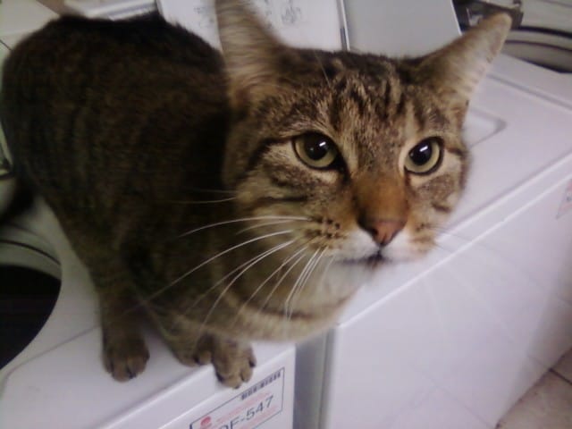 tabby