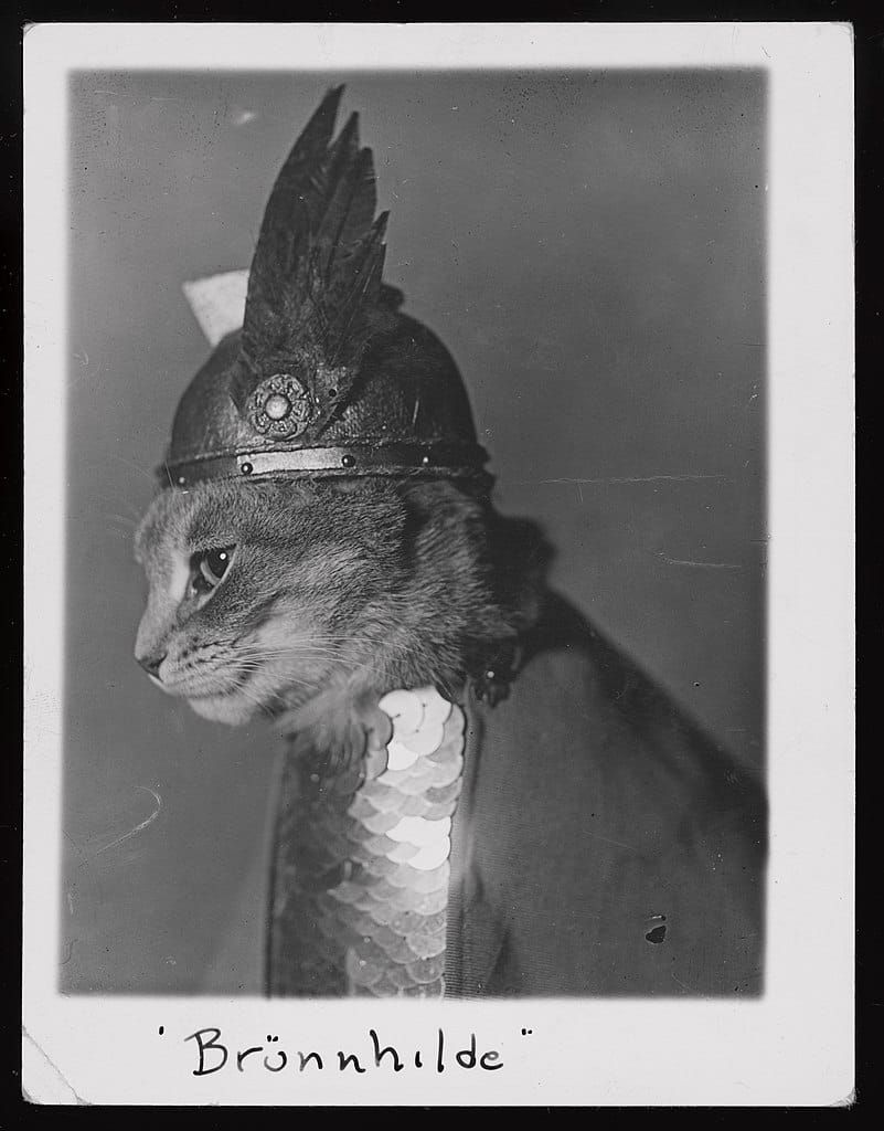 B&W photo of a cat in a winged viking helmet and scale-mail breastplate, with the caption “Brünnhilde"