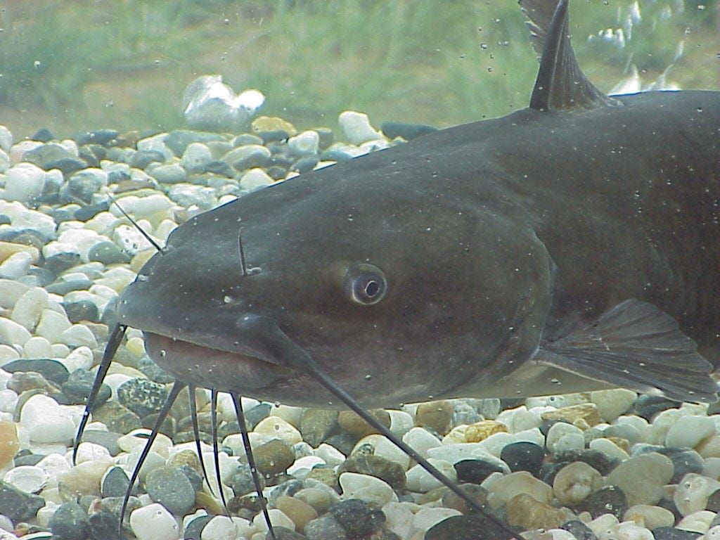 Photo of a fish with four pair of prominent barbels (“whiskers”)