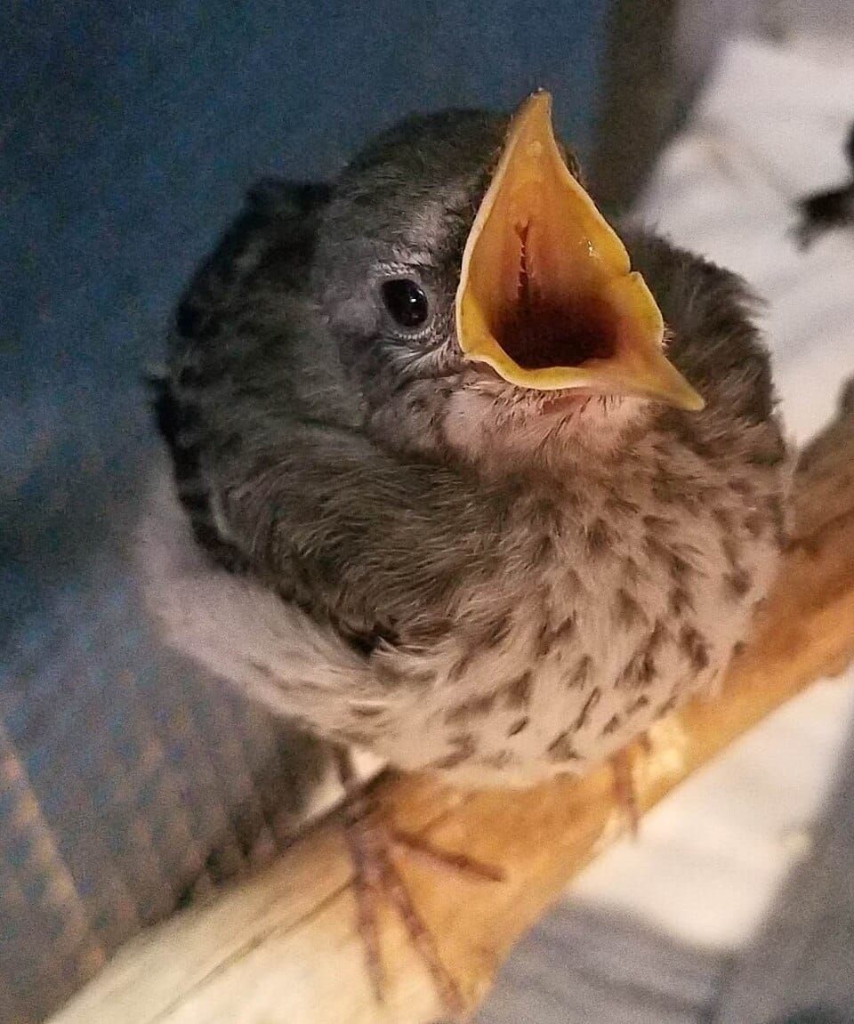 A fledgling bird standing on a stick with mouth wide open