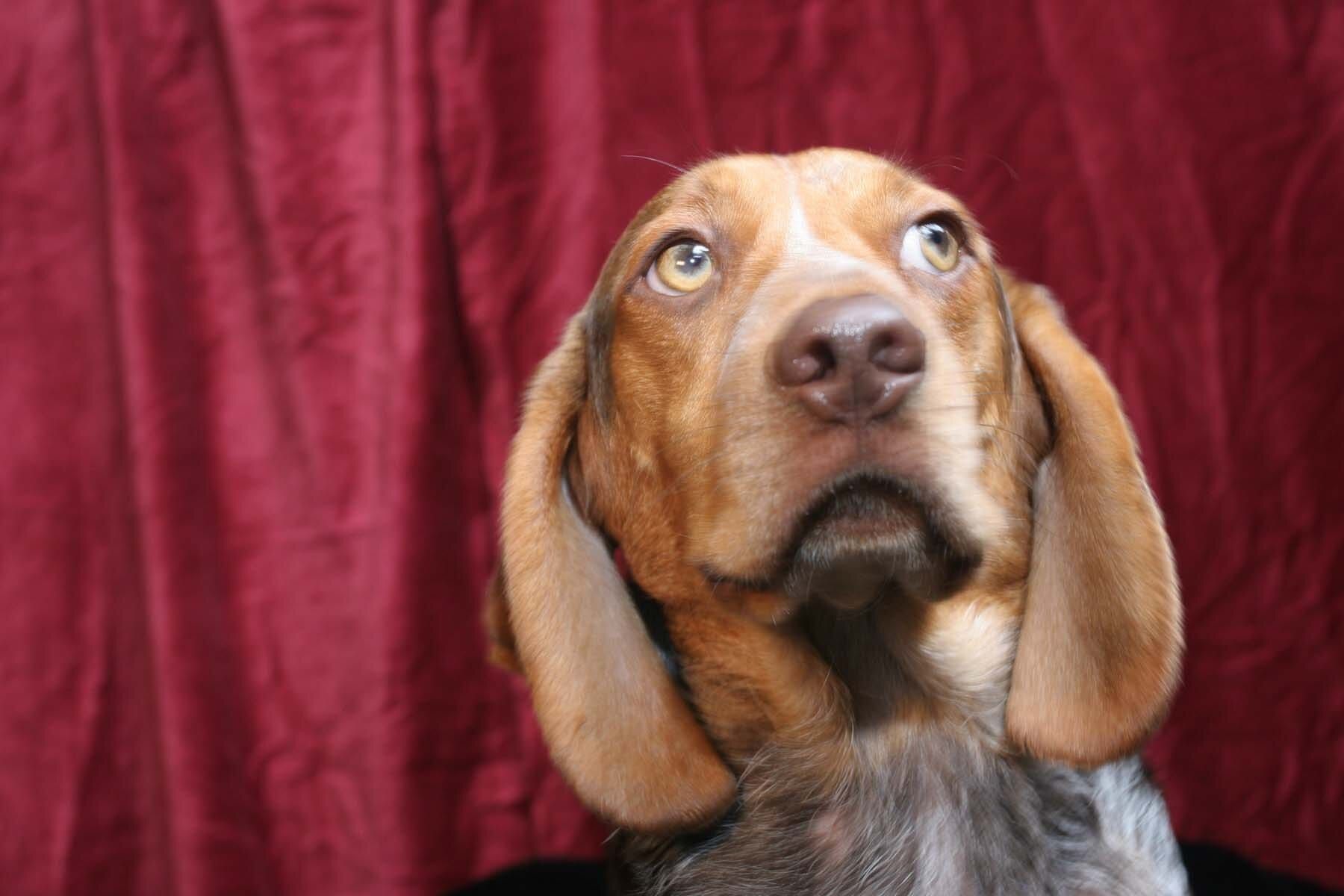 Headshot of a beagle
