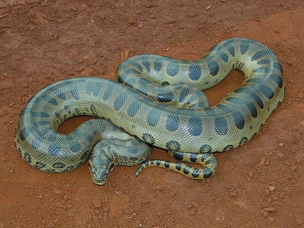 Photo of a large, green snake with black markings
