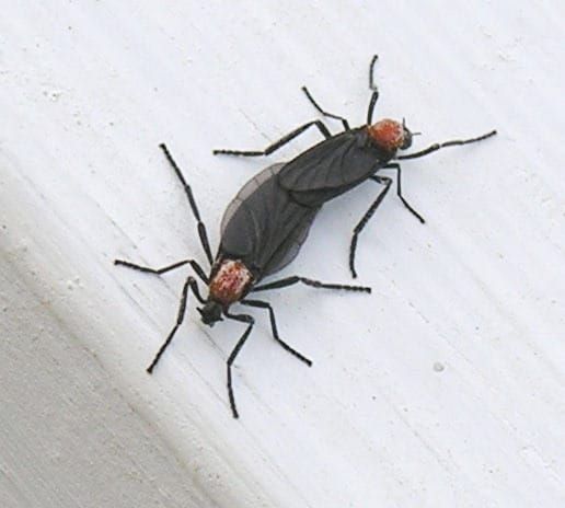Photo of two mostly black, winged insects with orange thoraxes joined at the ends of their abdomens
