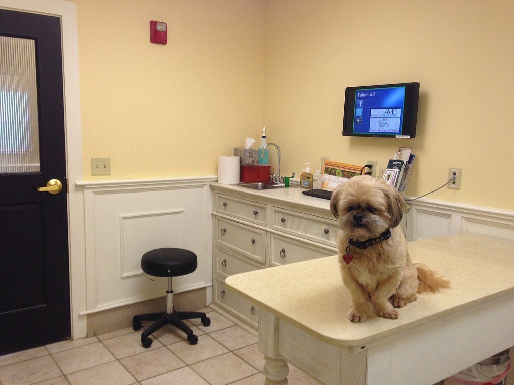 Photo of a small dog (a Shih-Tzu) sitting on an examination table in a veterinarian’s office