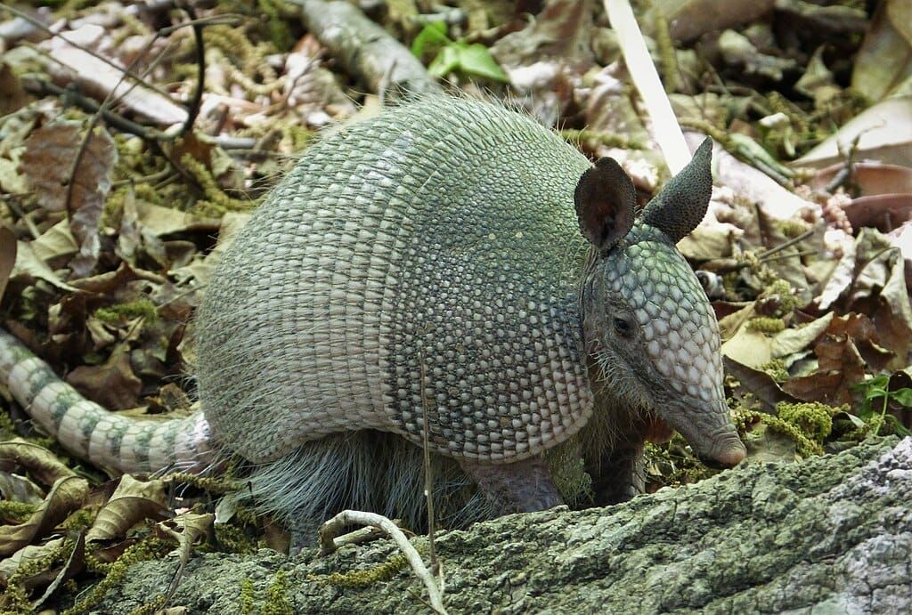 An armadillo standing on leaf-strewn forest floor