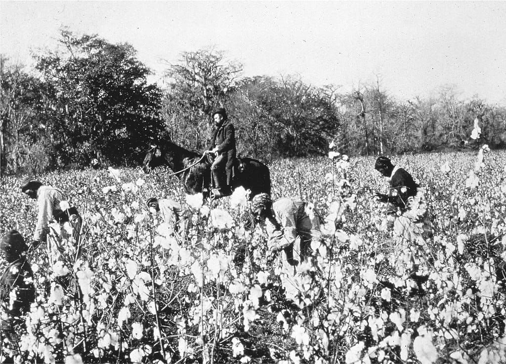 B&W photograph of four Black enslaved persons picking cotton; a white overseer is on horseback