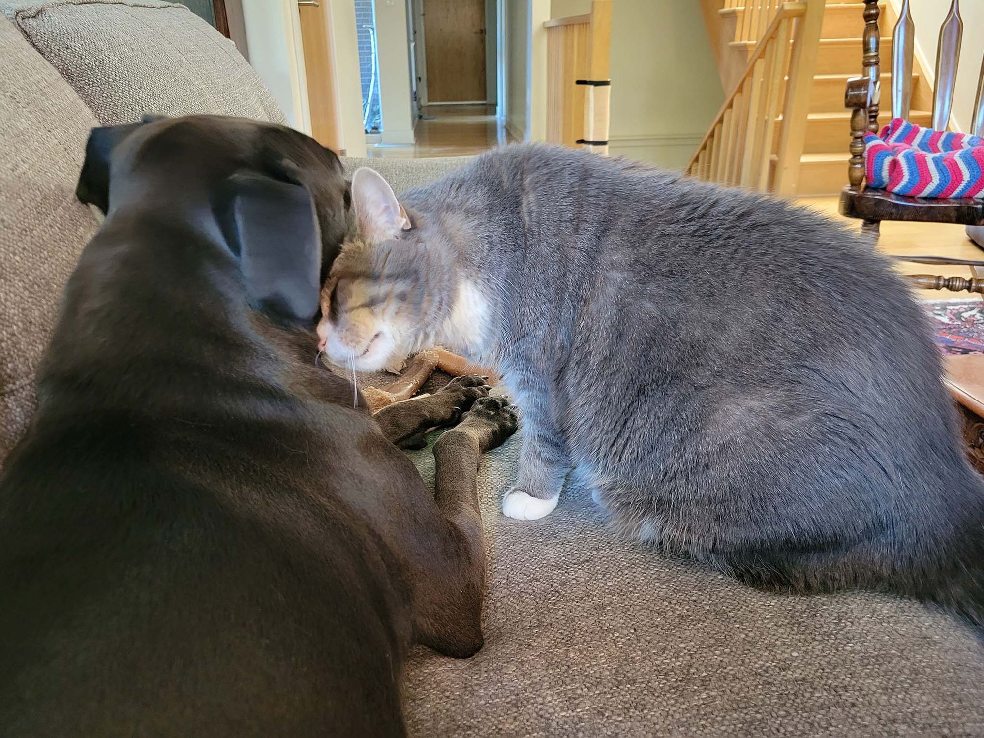 Photo of a gray-and-white cat nuzzling a black dog