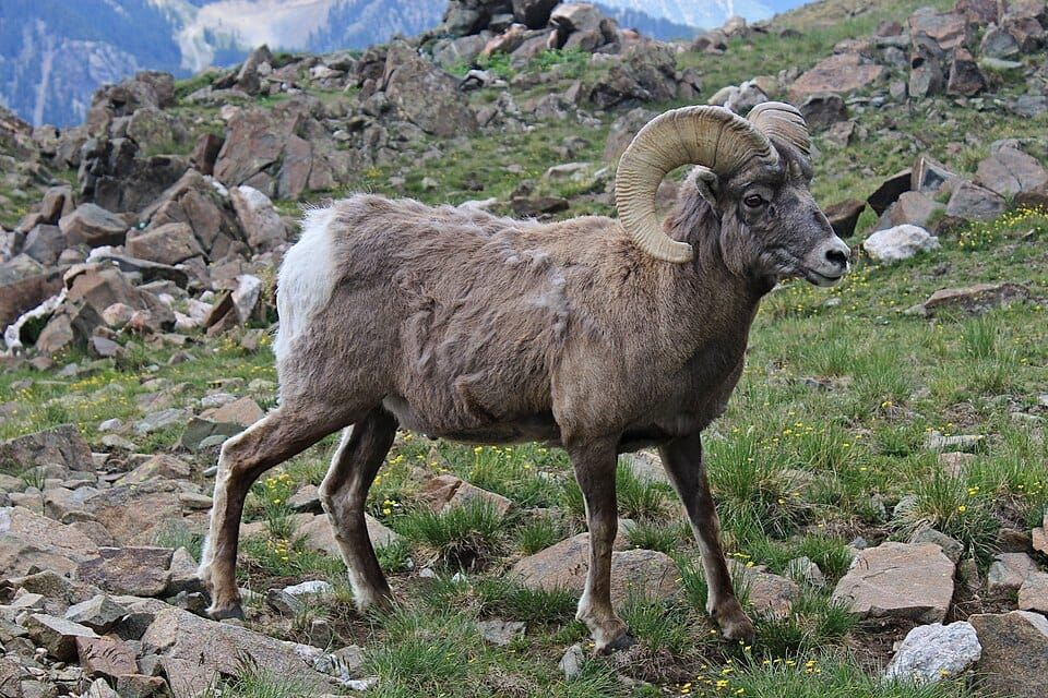 Photo of a bighorn sheep with unkempt wool on a rocky hillside