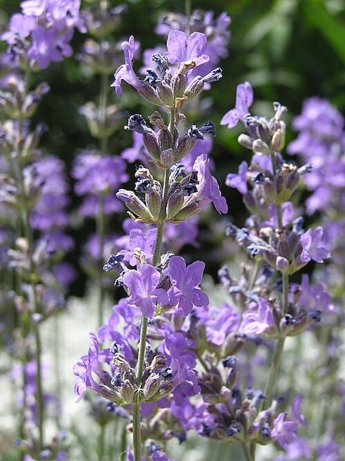 Photo of lavender flowers